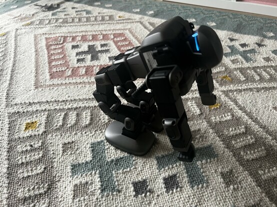 The black and grey robot mid way through standing up from a lying down position.