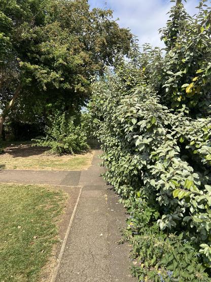 A large bush gratuitously overhanging a public footpath.