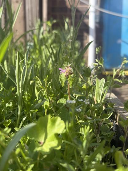 A side view of a dense jungle of green in a planter, in the midground a pink flower begins to show.