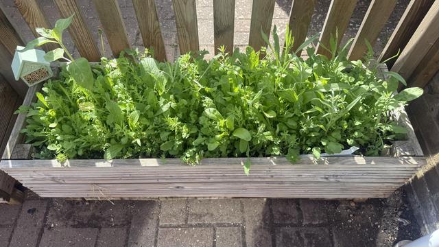 A front on view of the planter, it’s made of deck planks and maybe 1 meter wide by 30cm deep. It is absolutely thick with greenery.